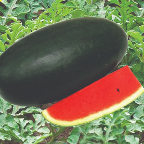 F1 HYBRID WATER MELON RED HONEY